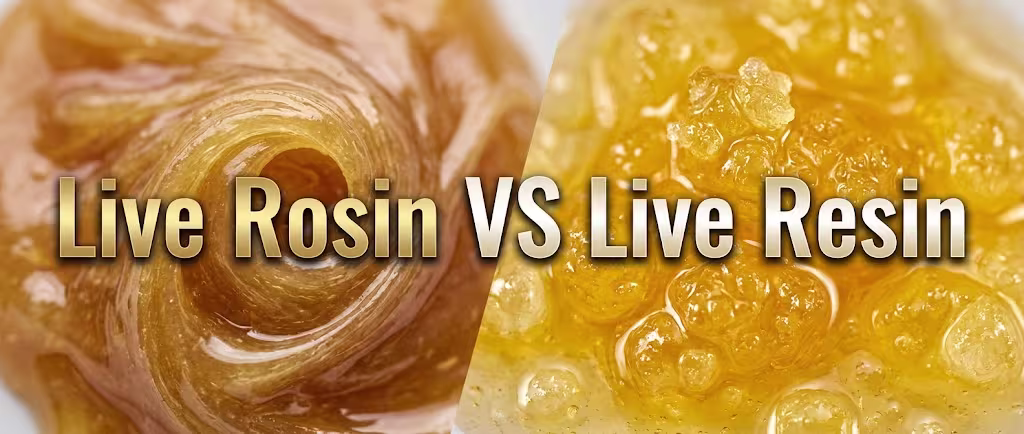 Rosin and Live Resin Comparison Rosin and Live Resin Comparison